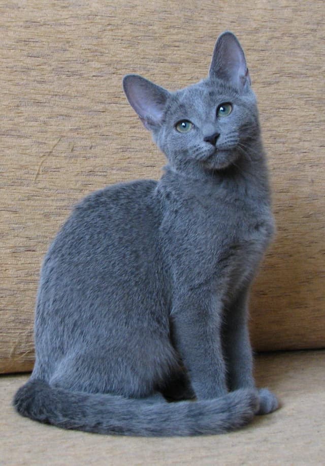 cat image