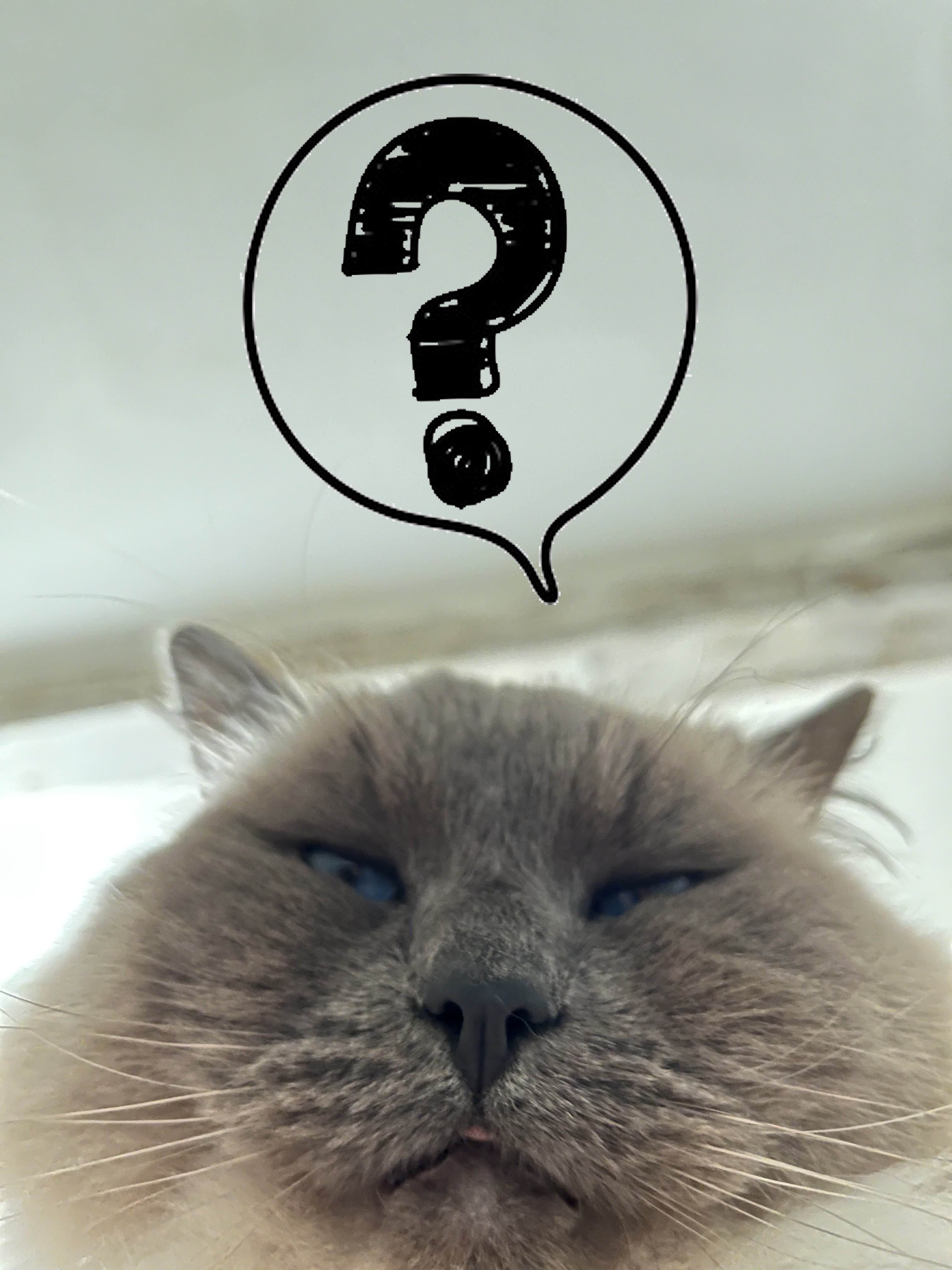 cat image